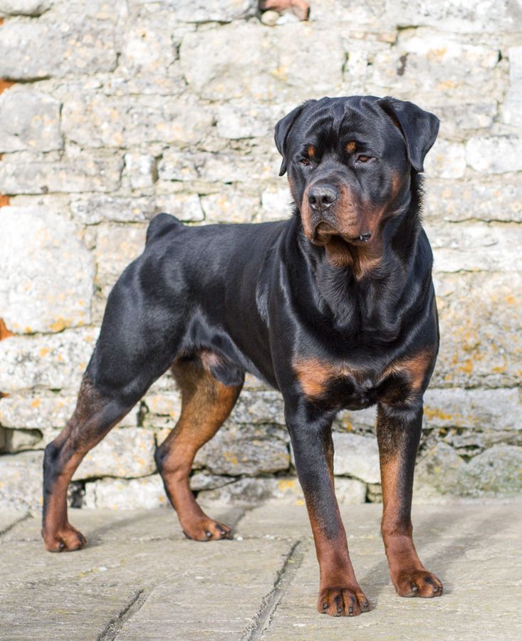 cool rottweiler