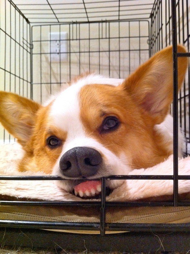 corgi face teeth pics