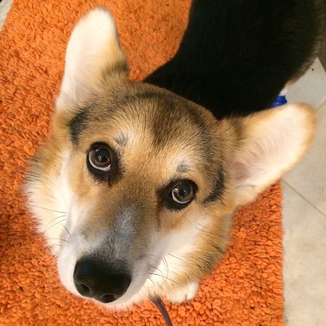 corgi photo eyes sad