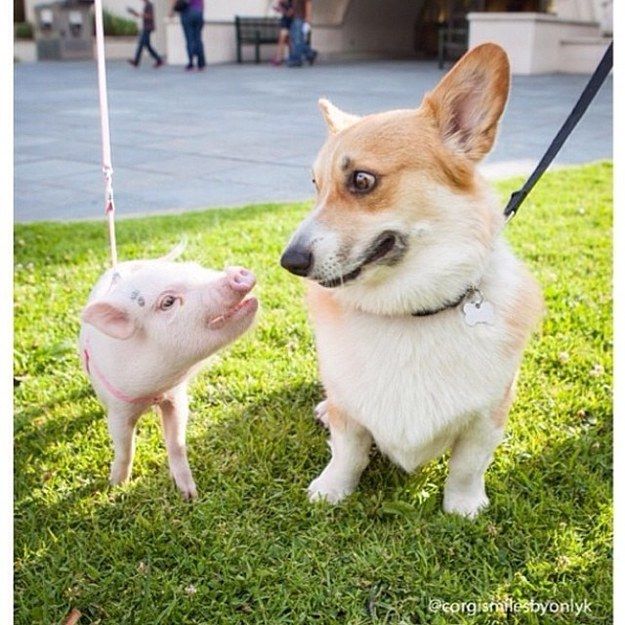 corgi pig photo friends