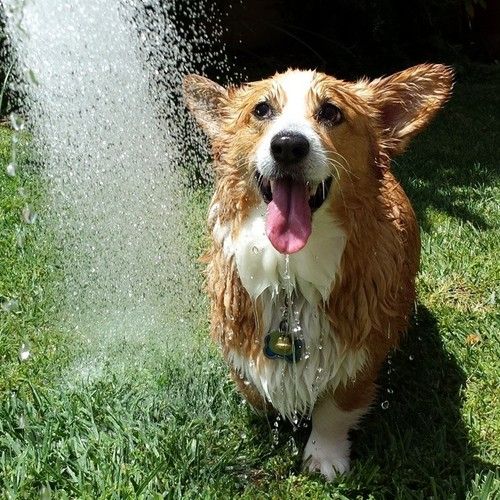 corgi water pics dog