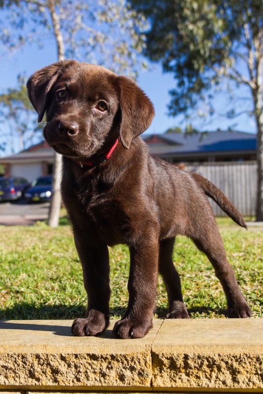 cute puppy labrador