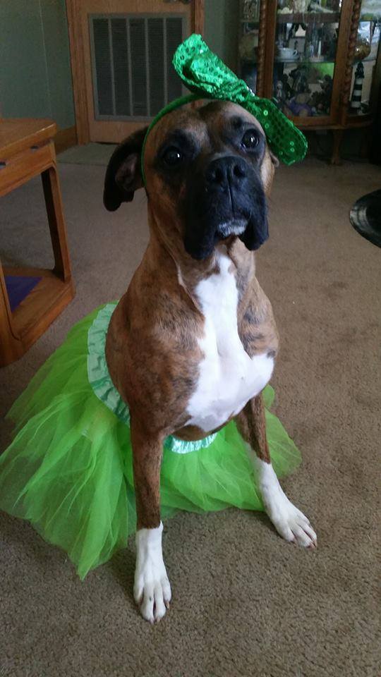 dancer-ballerina-costume-boxer-dog