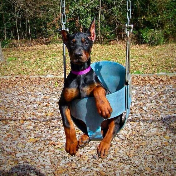 doberman 2