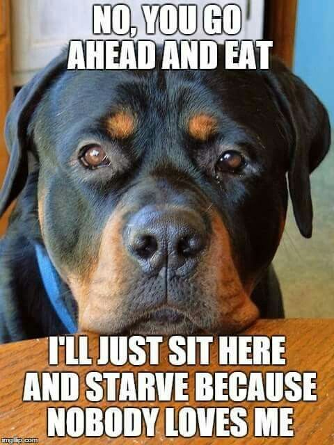 dog rottweiler meme