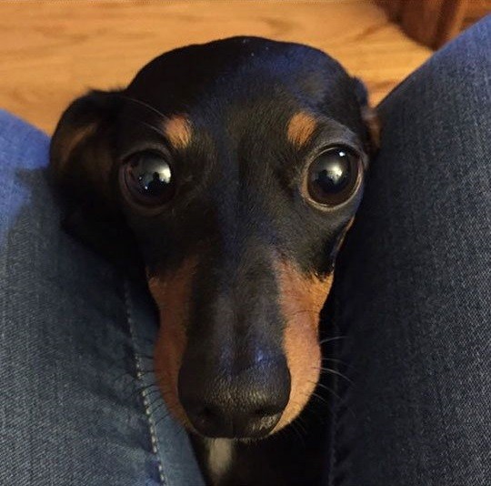 eyes dachshund face curious