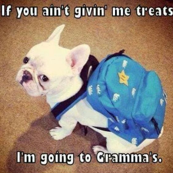 french bulldog meme funny