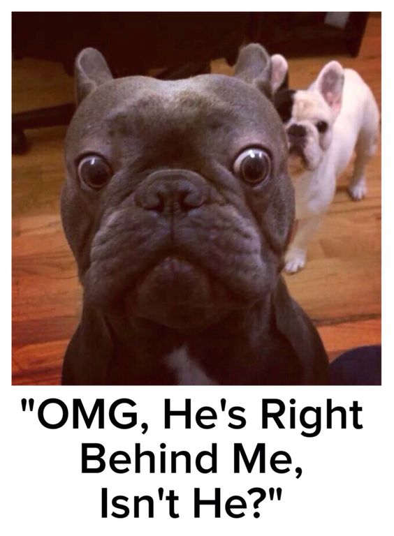 french bulldog meme