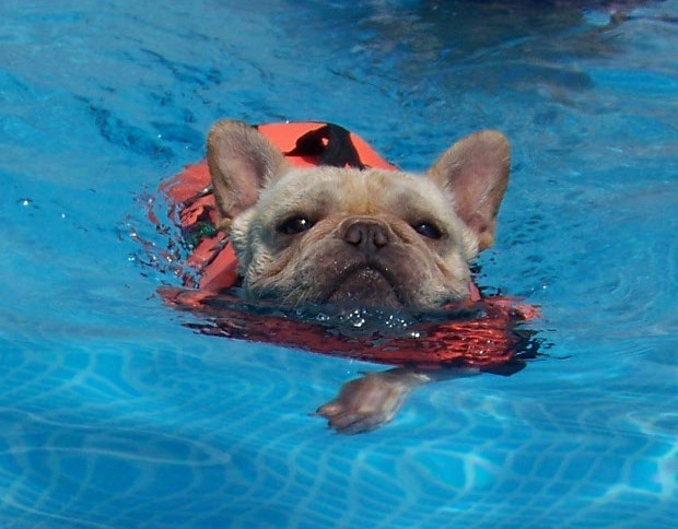 french bulldog swimming