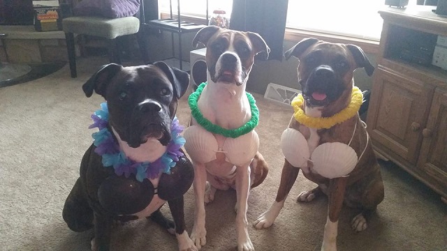 funny-boxer-dogs-costumes