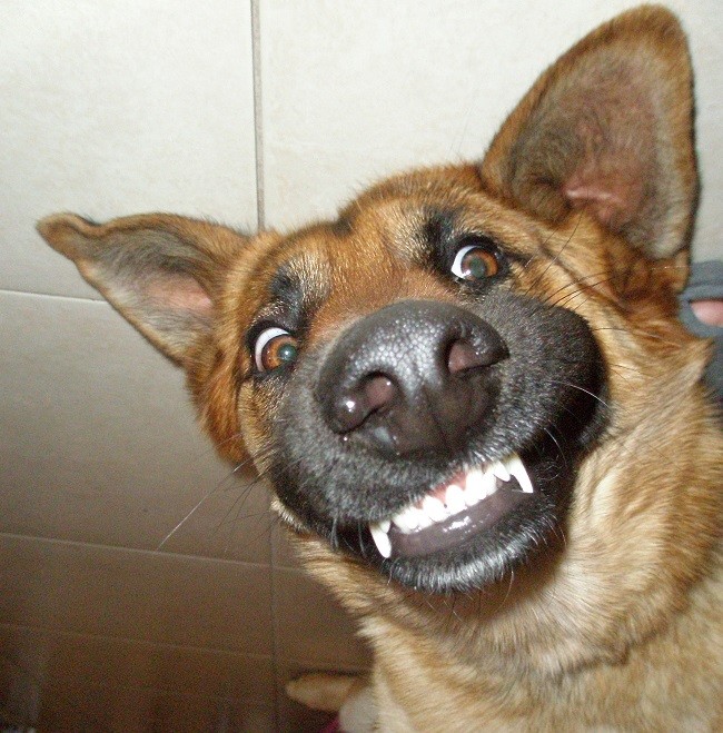 funny face german shepherd