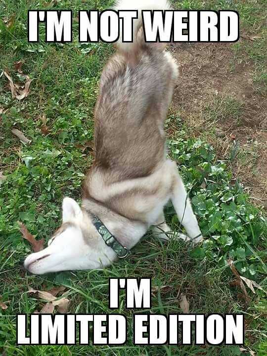 funny husky meme photo