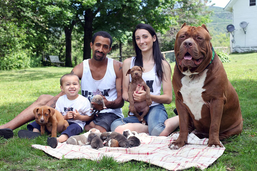 hulk-pitbull-largest-puppies-1