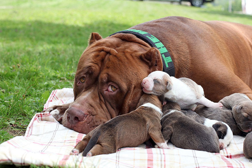 hulk-pitbull-largest-puppies-2