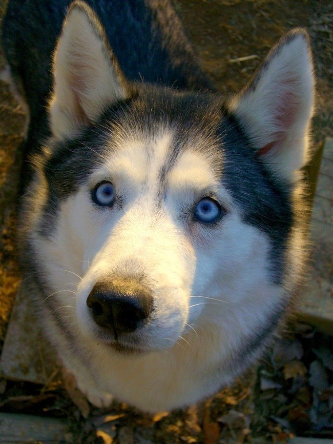 husky blue eyes