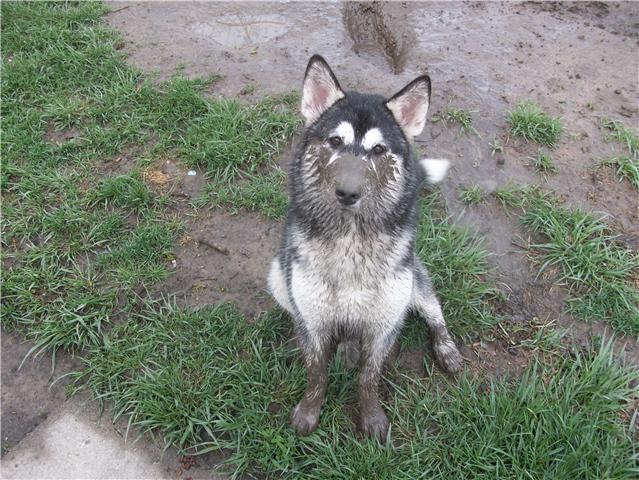 husky mud photo
