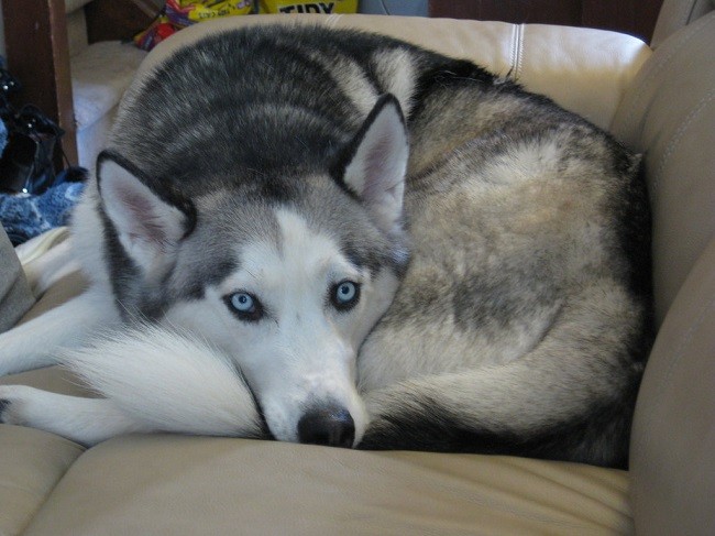 husky stare pics