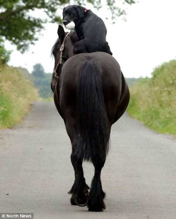 labrador horse friends