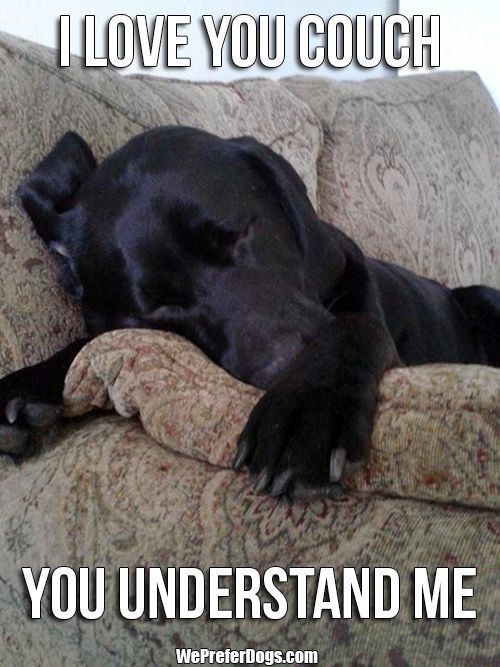 labrador love couch meme