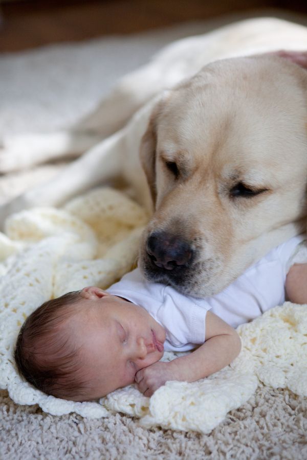 labrador protect kid