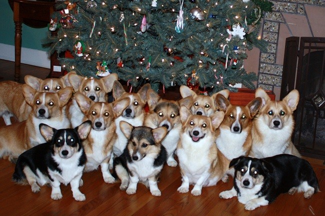 many corgis photo dogs