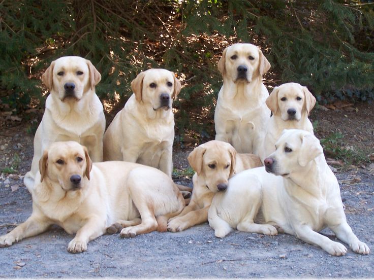 many labradors friends