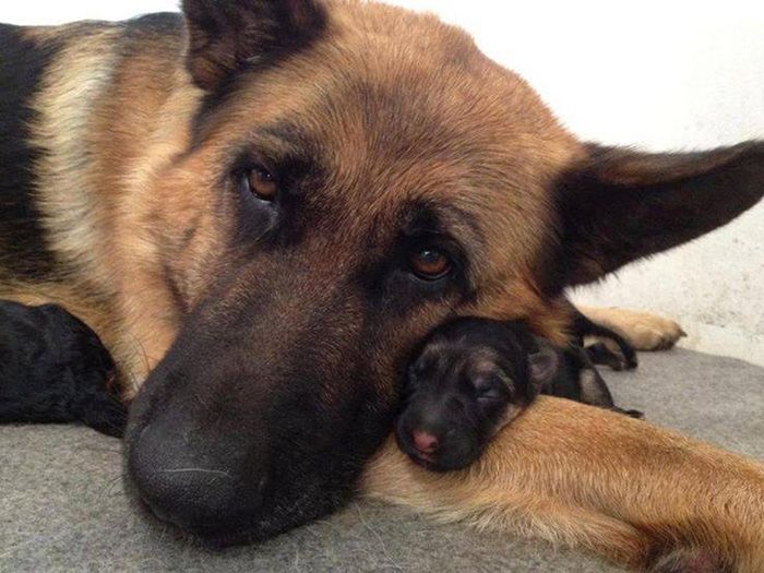 mother baby german shepherd