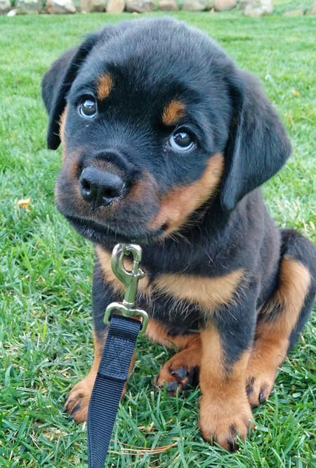 nice rottweiler puppy