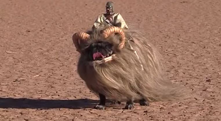 pug in bantha costume