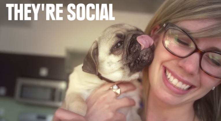 pug are social