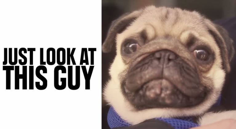 pug cute face