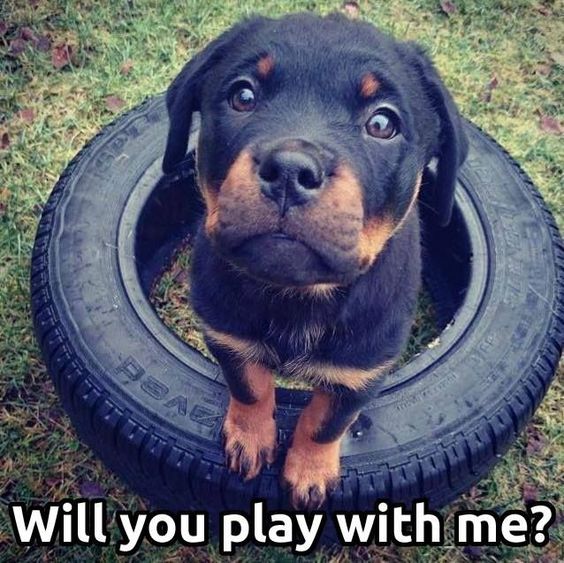 puppy rottweiler meme