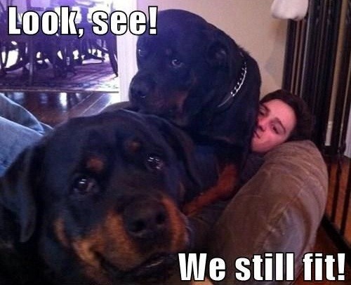 rottweiler lap dog meme