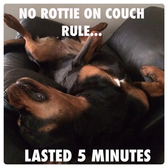 rottweiler meme