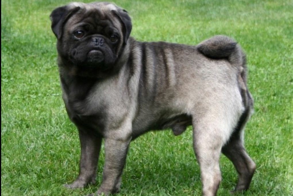 silver pug