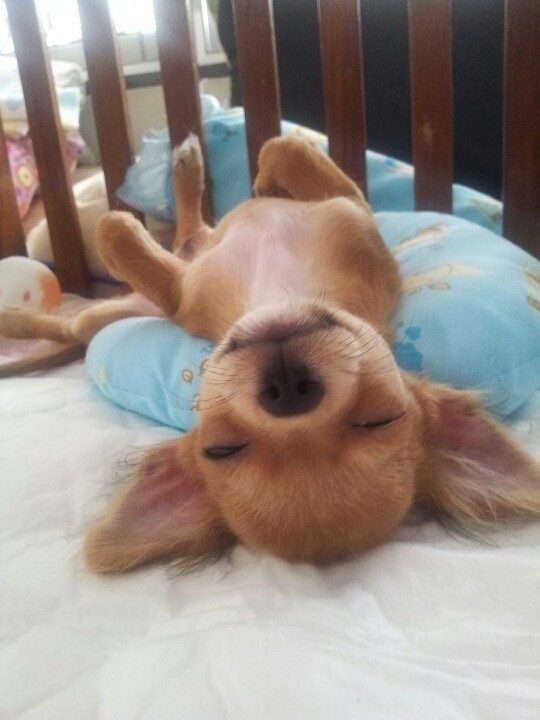 sleeping chihuahua pics