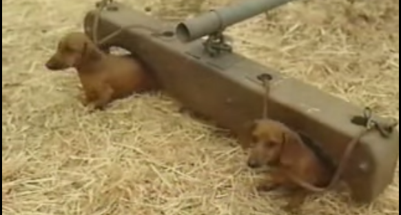 two dachshunds