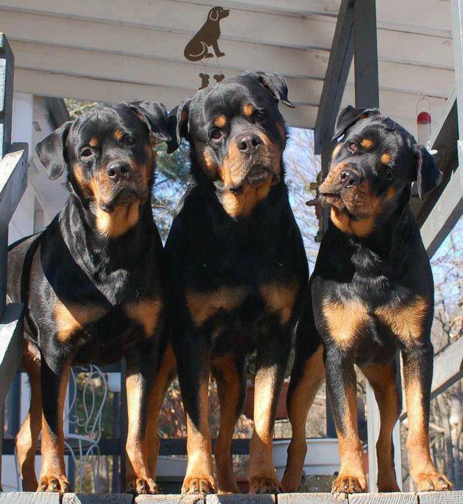 three-rottweilers.jpg
