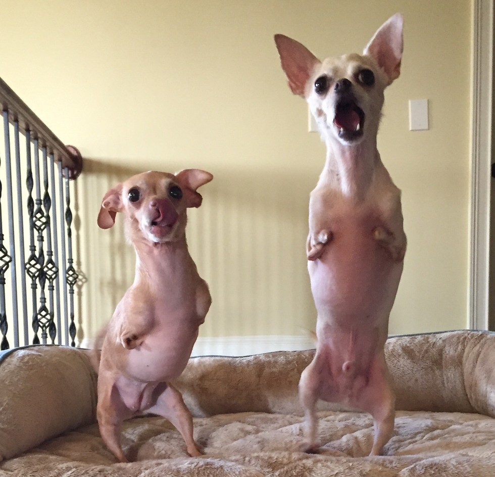 two_dogs_born_without_front_paws_1
