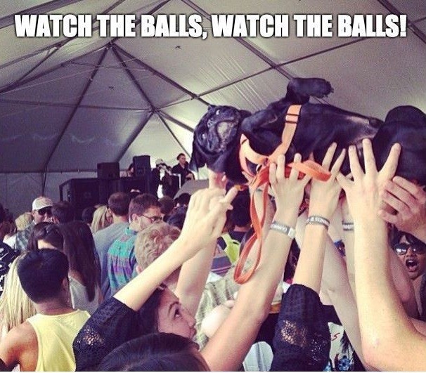 watch the ball pug meme