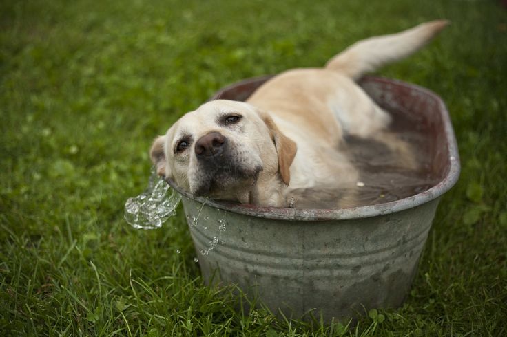 water labrador bath