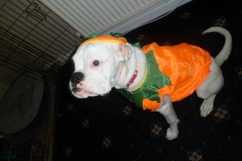 white-boxer-pumpkin