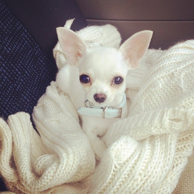 white chihuahua eyes