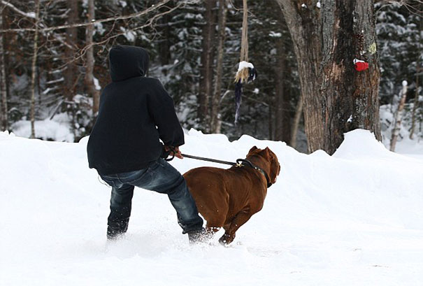 world-biggest-pitbull-the-hulk-dark-dynasty-k9-10