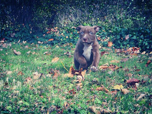 world-biggest-pitbull-the-hulk-dark-dynasty-k9-13