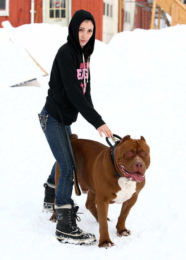 world-biggest-pitbull-the-hulk-dark-dynasty-k9-8