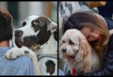New Studies Show Humans Love Dogs More Than Other Humans