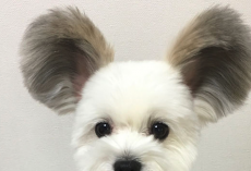 This Puppy Has Mickey Mouse Ears, And There Are Photos To Prove It
