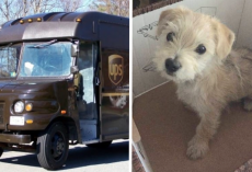 UPS Driver Pulls Over When He Sees A Car In Front Of Him Abandon A Puppy In The Road