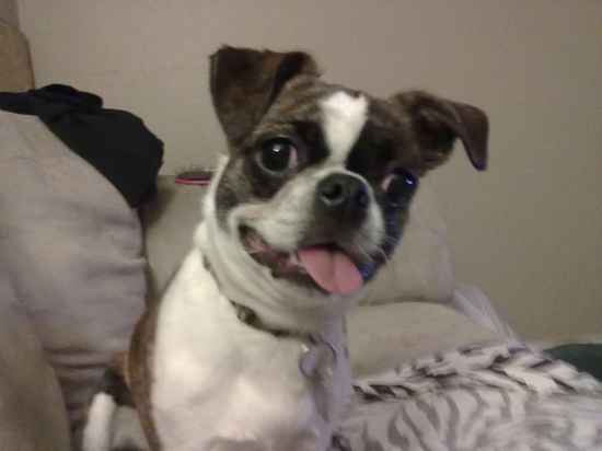 boston terrier japanese chin mix